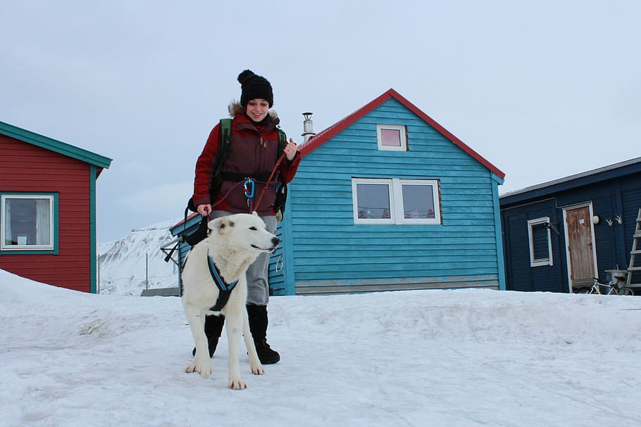 dog, girl, winter, norway, svalbard, laika, arctic, snow, domestic animals, HD wallpaper