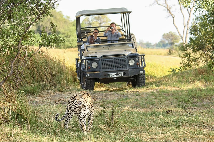 people on UTV looking at leopard, africa, botswana, wildcat, safari, HD wallpaper