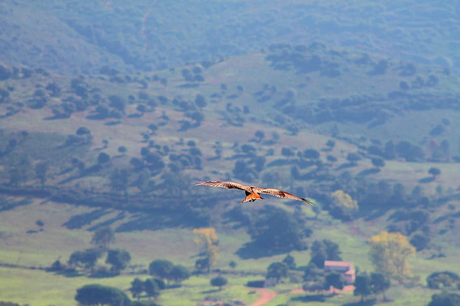 brown bird flying during daytime, milan, eagle, majestic, eaglu wheel HD wallpaper