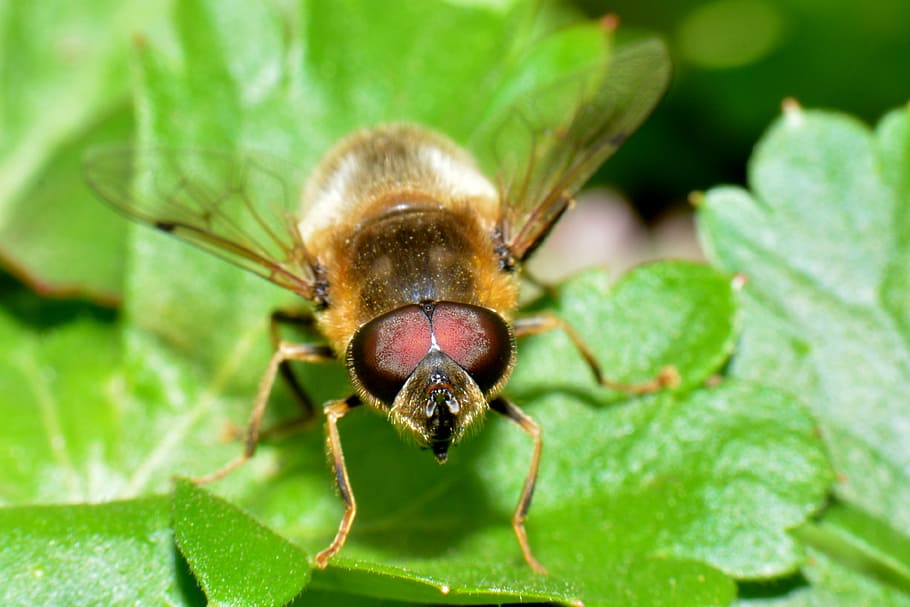 hoverfly, bug, macro, nature, insect, close-up, animal, leaf HD wallpaper