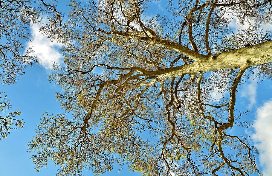 tree, landscape, nature, forest, park, green, sky, summer, sunlight HD wallpaper