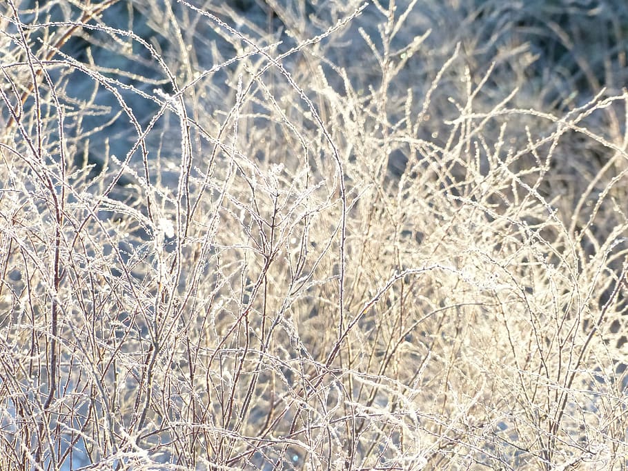 bush, rime, branches, snow, winter, garden, nature, frost, backgrounds HD wallpaper