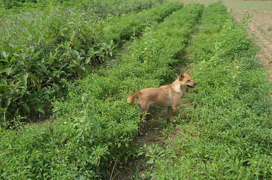 Field, Farm, Garden, Standing, Pet, Dog, animal, canine, domestic HD wallpaper