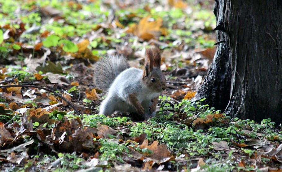 squirrel, protein-hlopotun'ja, view, alertness, curious, closeup HD wallpaper