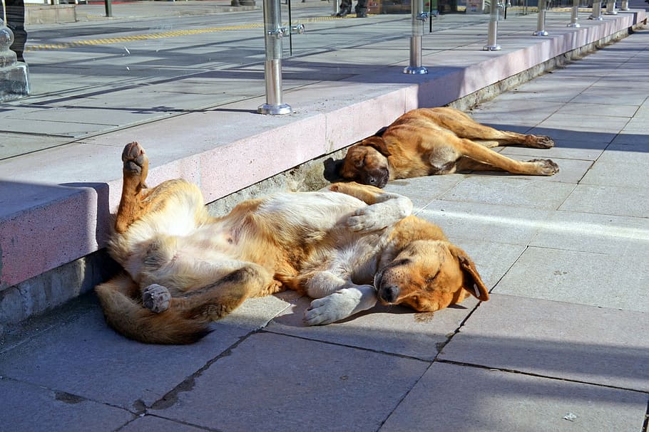 dogs, sun, dream, vacation, city, mutts, street, mammal, domestic HD wallpaper