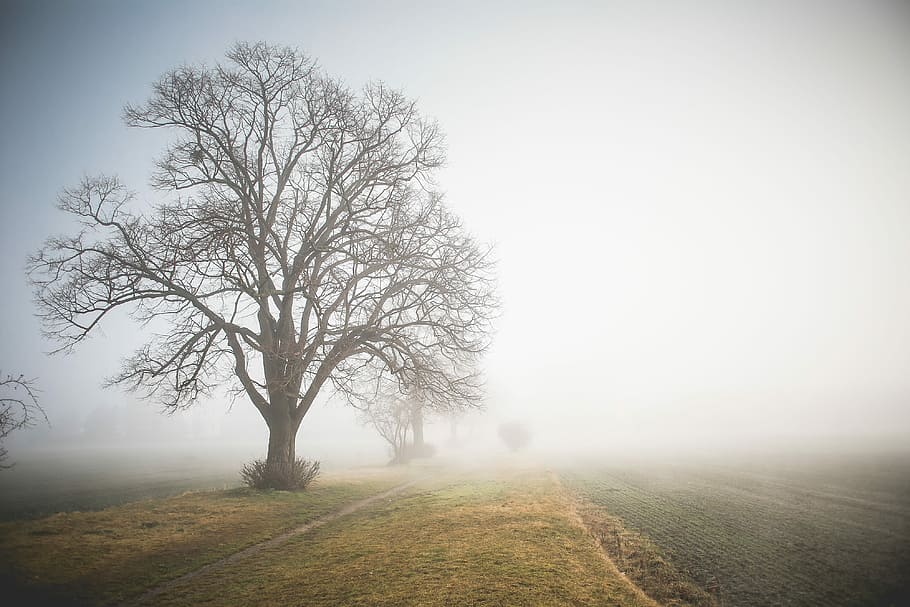 Morning Foggy Path, field, grass, nature, tree, outdoors, landscape, HD wallpaper