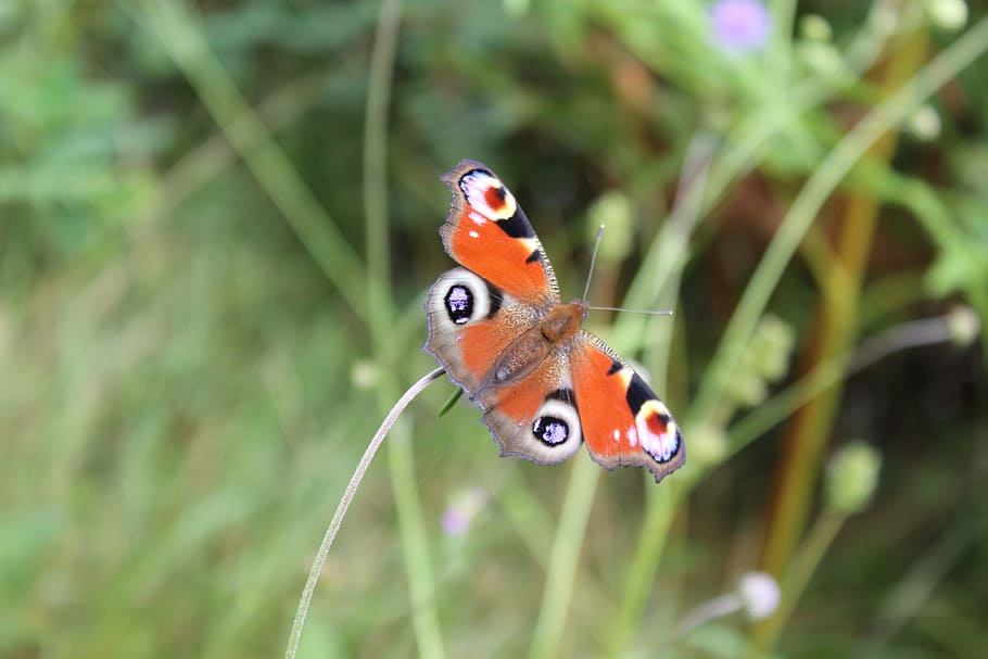 Butterfly, Nature, Macro, Blur, Season, grass, one animal, animal themes HD wallpaper