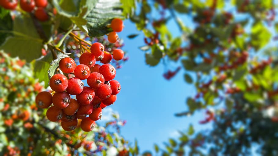 rowan, autumn, green, tree, fruit, foliage, rowan berries, food and drink HD wallpaper
