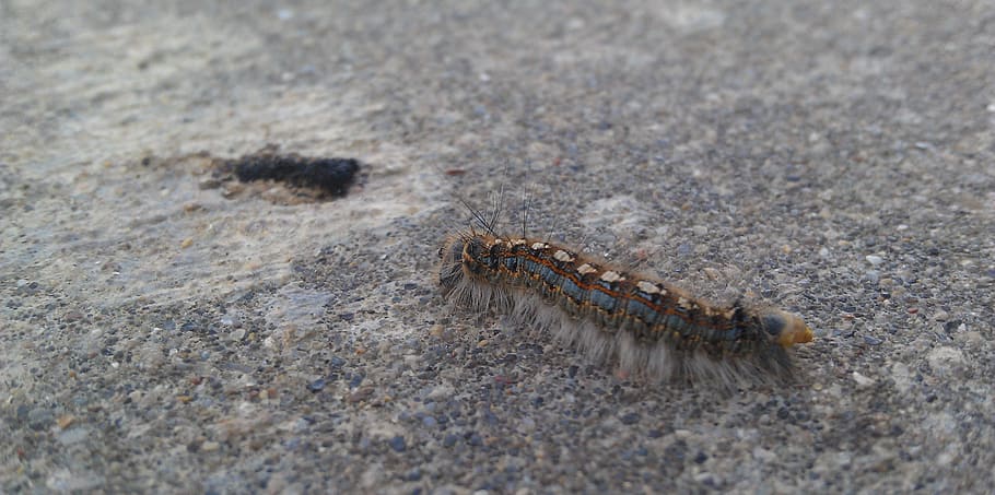 Caterpillar, Bug, Worm, Macro, invertebrate, high angle view HD wallpaper