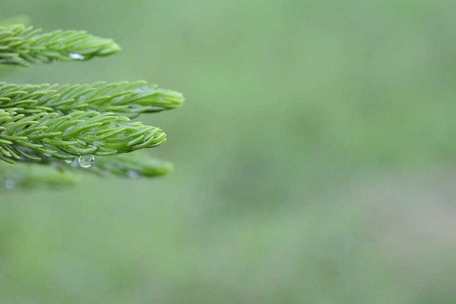 shallow focus photography of green leave during daytime, araucaria columnarispine, HD wallpaper