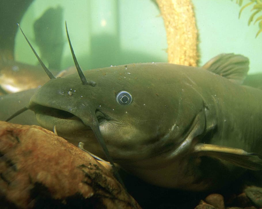 natalis, ameiurus, underwater, head, fish, bullhead, yellow HD wallpaper