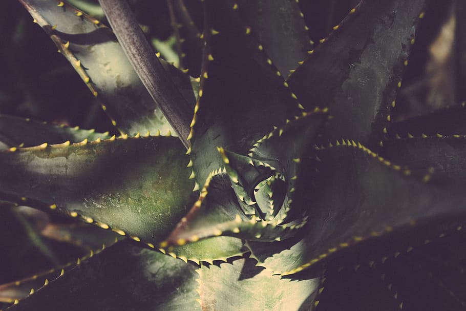 nature, pattern, texture, plant, blur, botanical, cactus, close-up HD wallpaper