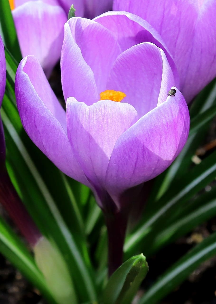 crocus, nature, flower, blossom, bloom, blue, violet, spring HD wallpaper