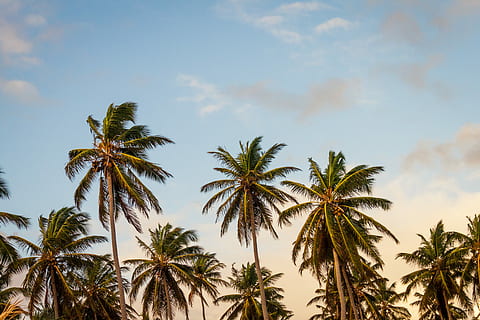 coconut trees under cloudy sky during daytime, coconut trees low angle photo HD wallpaper