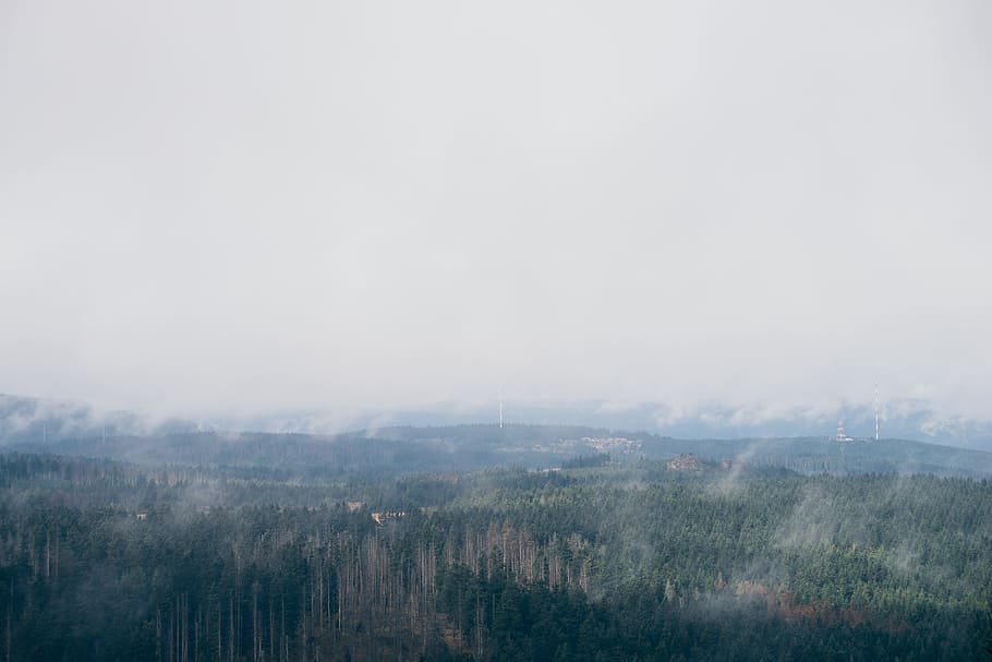 Forest in the fog, landscape, nature, tree, scenics, outdoors HD wallpaper