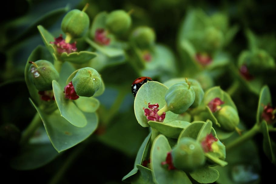 lady bug, insect, wildlife, beetle, entomology, spring, green color HD wallpaper