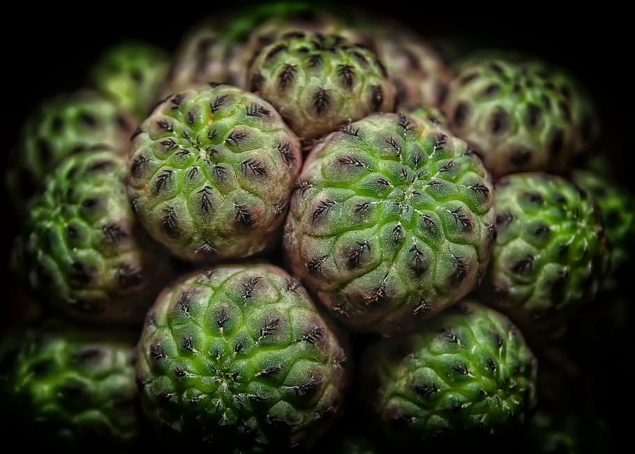 green fruit macro photo, cactus, succulent, plant, close, nature HD wallpaper