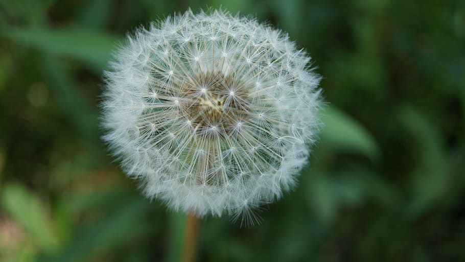 Dandelion, Blossom, Bloom, Flower, fragility, nature, growth HD wallpaper