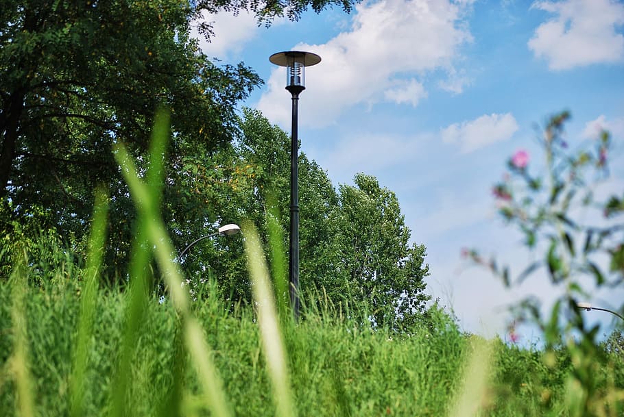 lantern, grass, green, summer, poland, plant, growth, tree HD wallpaper