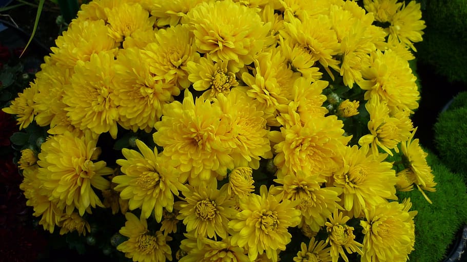 herbstaster, flower, many, yellow, flowers, flower garden, late summer HD wallpaper