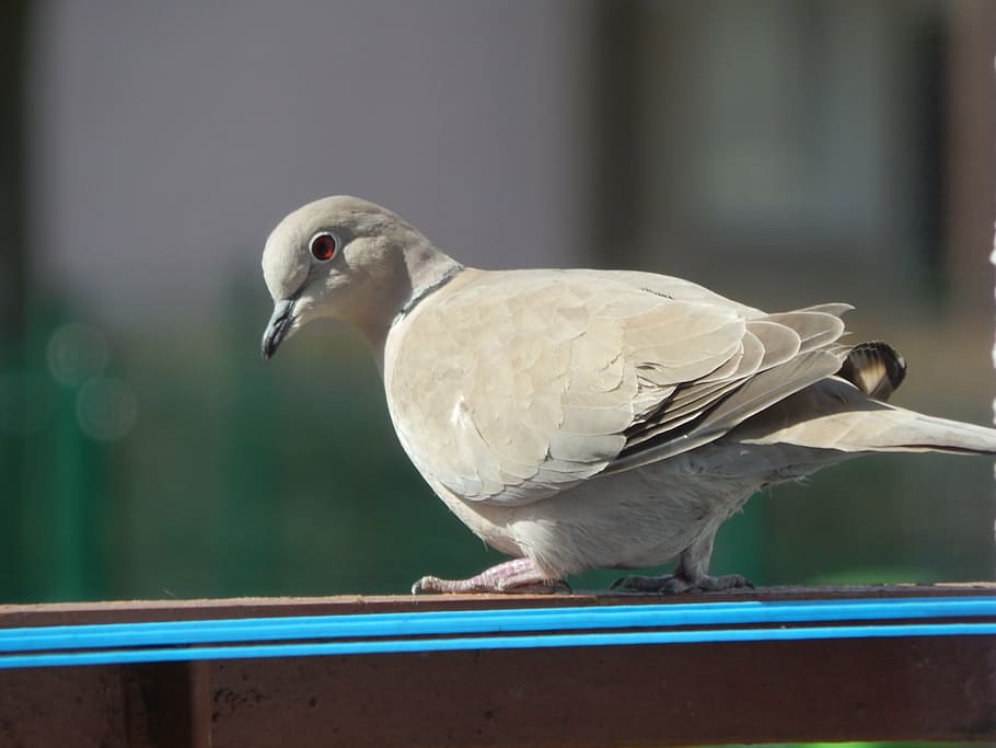bird, dove, animals, animal themes, vertebrate, animal wildlife HD wallpaper