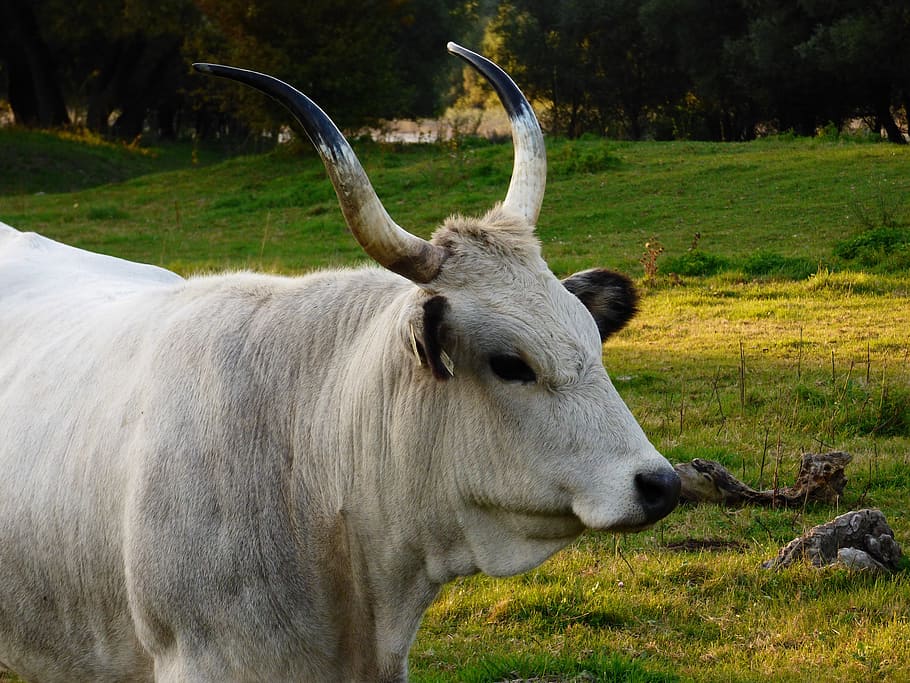 cow, gray, by, nature, game, antlers, luka, animal, animal themes HD wallpaper