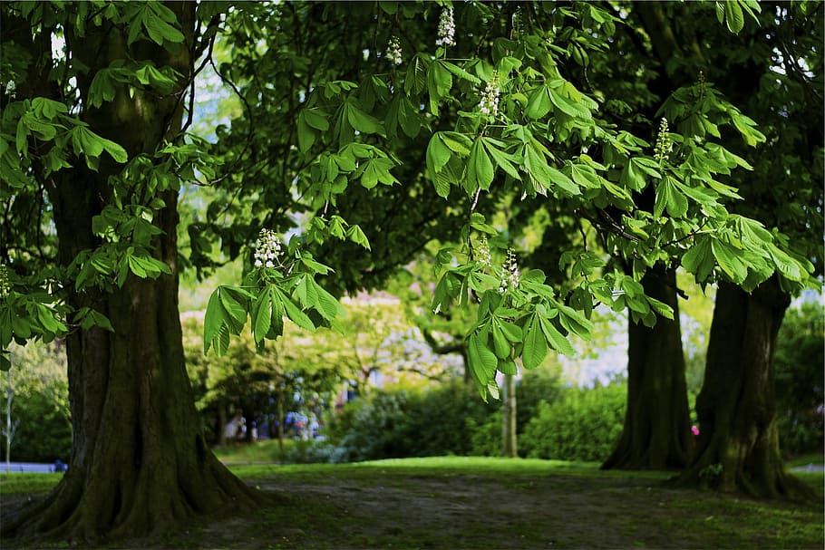 green, leaves, trees, grass, plant, growth, green color, beauty in nature HD wallpaper