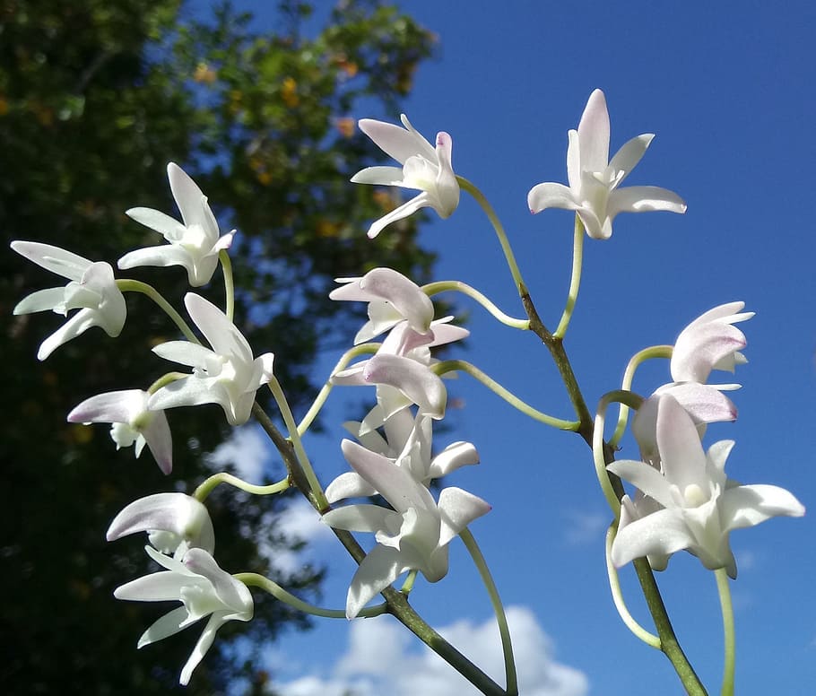 dendrobium orchid, blossoms, blue sky, springtime, nature, flower, HD wallpaper