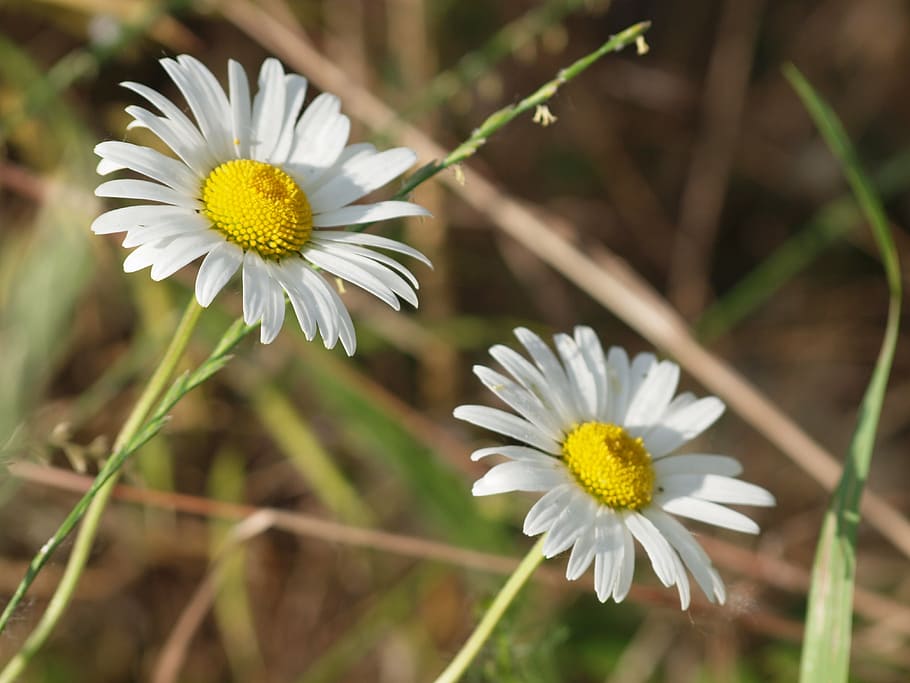 flower, meadow, spring, freshness, flowering plant, vulnerability HD wallpaper