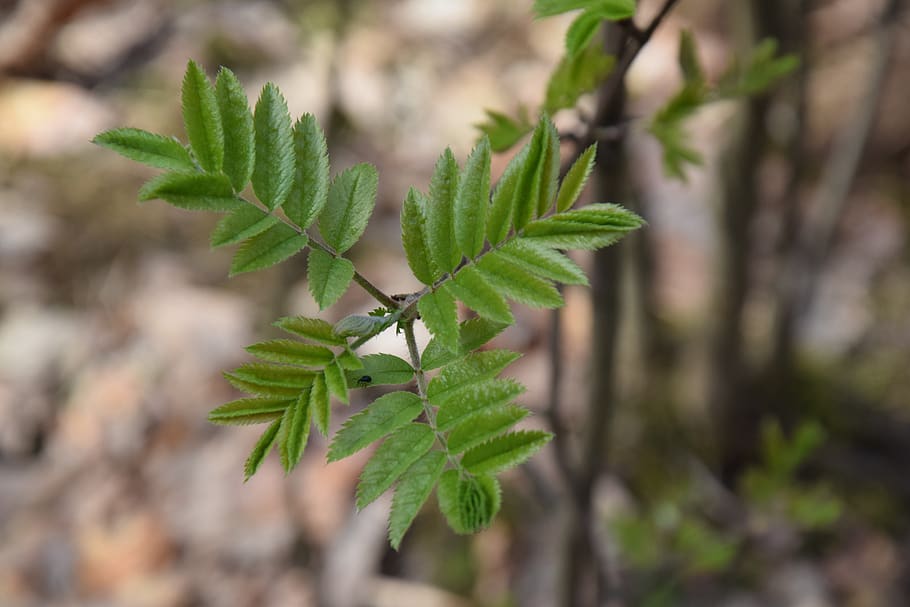 leaf, plant, nature, tree, plant part, growth, green color HD wallpaper