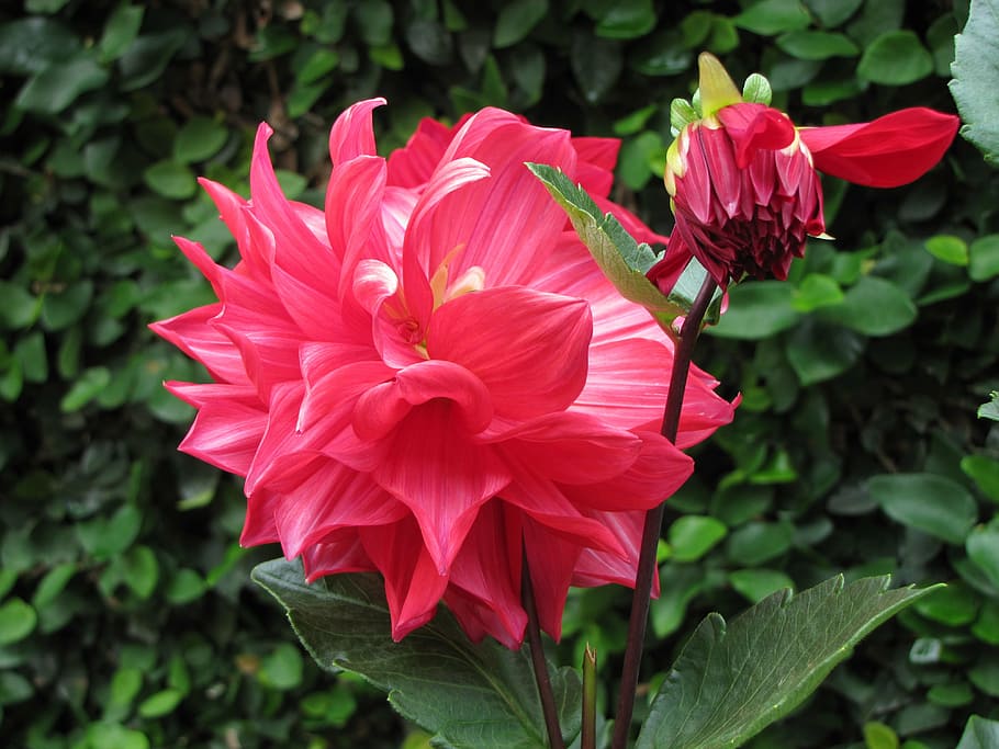 pink dahlia flower in close-up photography, bloom, floral, blossom, HD wallpaper