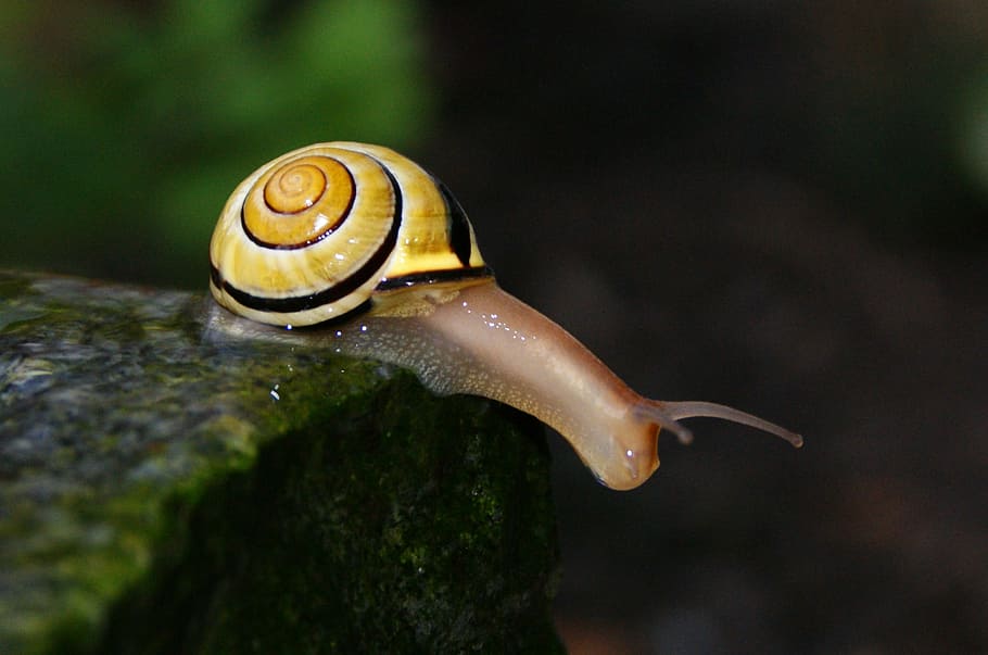 Snail, Shell, Filler, Close, Mollusk, snail shells, reptile HD wallpaper