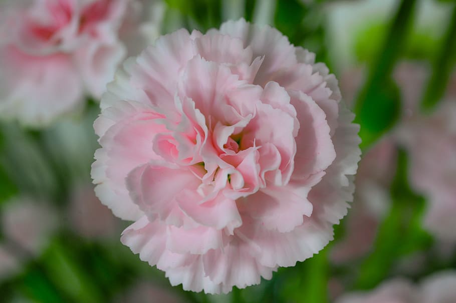 Pink Petaled Flower, bloom, blossom, close-up, flora, garden HD wallpaper