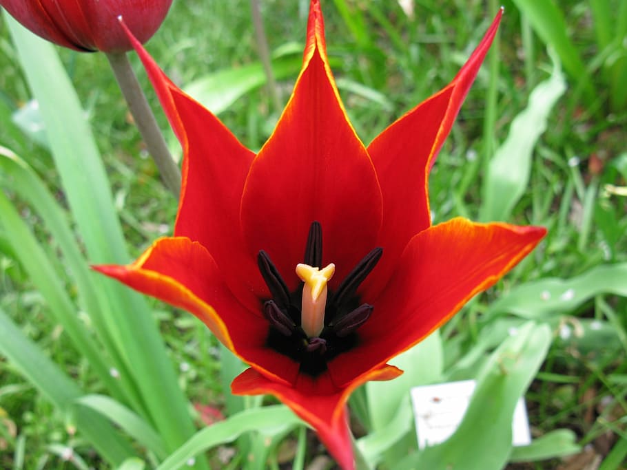 red tulip, garden, spring, flower, flowering plant, petal, beauty in nature HD wallpaper