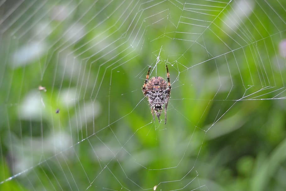 spider web, black, arachnid, fragility, animal themes, invertebrate HD wallpaper