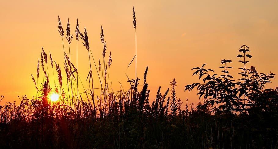 sunrise, grass, mood, sky, nature, morgenstimmung, morning HD wallpaper