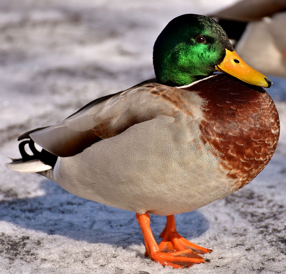 mallard, males, bread, eat, snow, winter, water bird, bill HD wallpaper