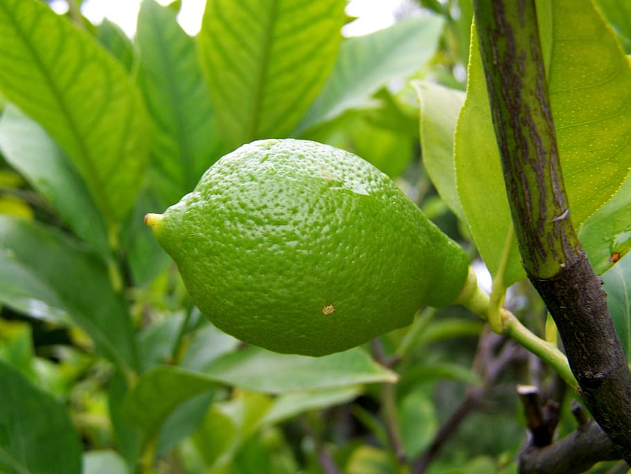 lemon, immature fruit, green, healthy eating, food, food and drink HD wallpaper
