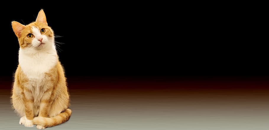 orange tabby cat, Background, Image, Festive, background image HD wallpaper