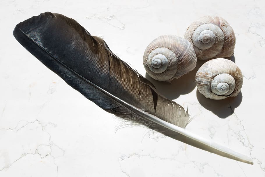 black feather beside three white nautilus shells, snail shells HD wallpaper