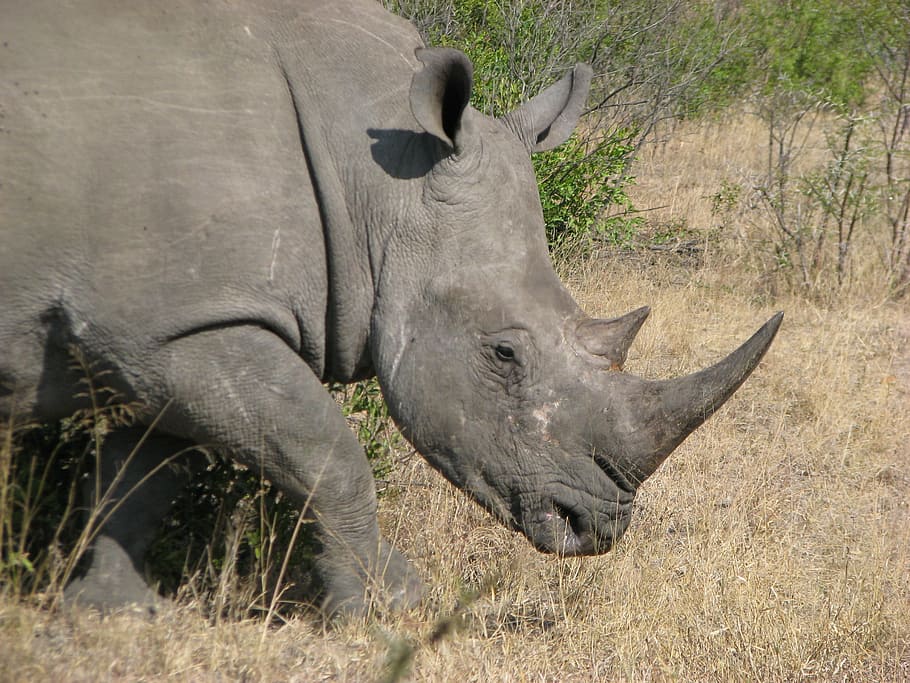 africa, rhinoceros, white, wild, animal themes, animal wildlife, HD wallpaper