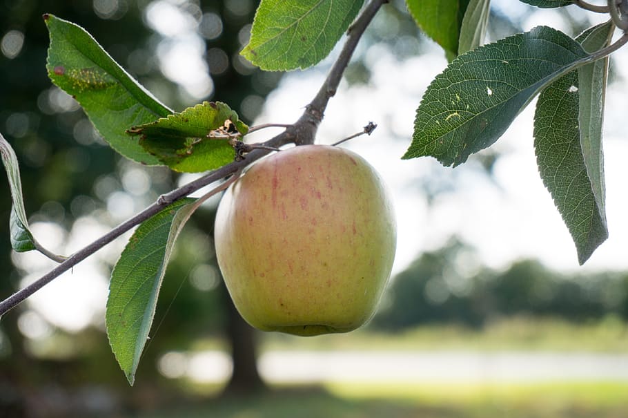 apple, apple tree, fruit, vitamins, food and drink, healthy eating HD wallpaper