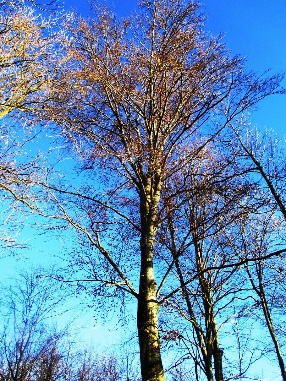 Tree, Forest, Landscape, Nature, blue, low angle view, sky HD wallpaper