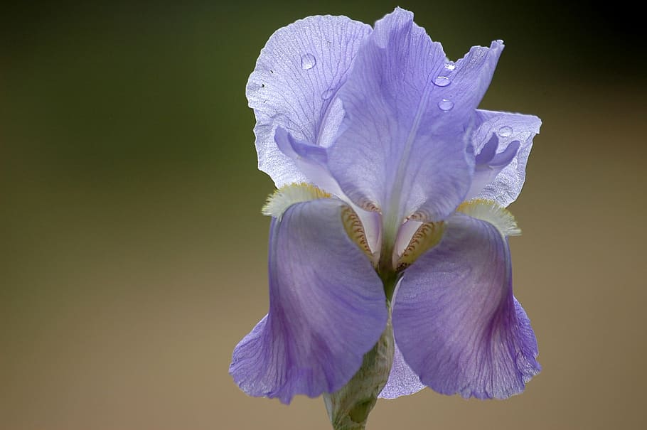 purple tall bearded iris flower in bloom at daytime, spring HD wallpaper