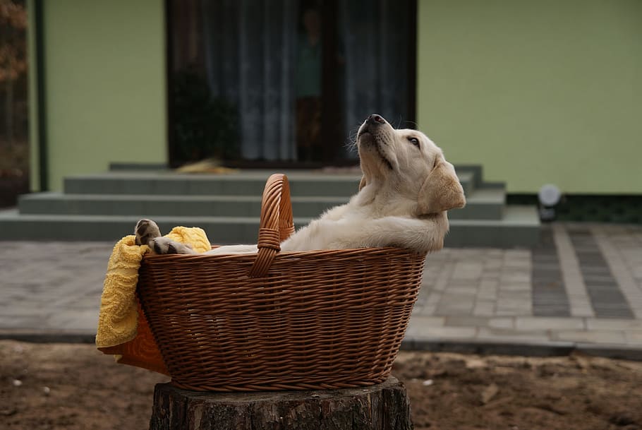 beige puppy on brown backet, labrador, labradorka, animal themes HD wallpaper