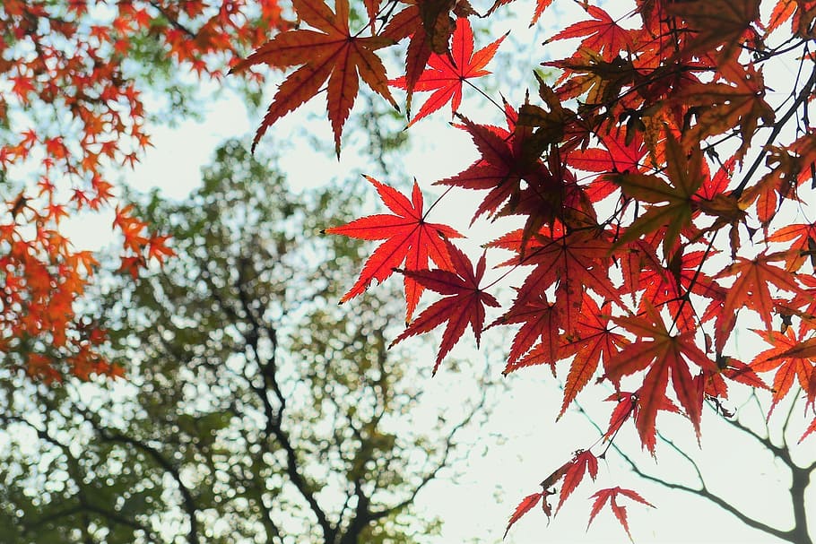 maple, orange, fall, autumn, november, tree, plant part, leaf HD wallpaper