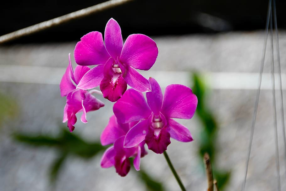 orchids, blossom, bloom, flower, plant, nature, wild orchid HD wallpaper