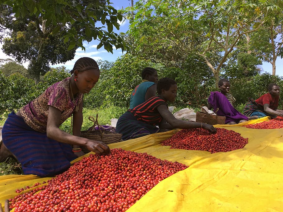ethio, coffee, farm, people, market, selling, fruit, food, plant, HD wallpaper