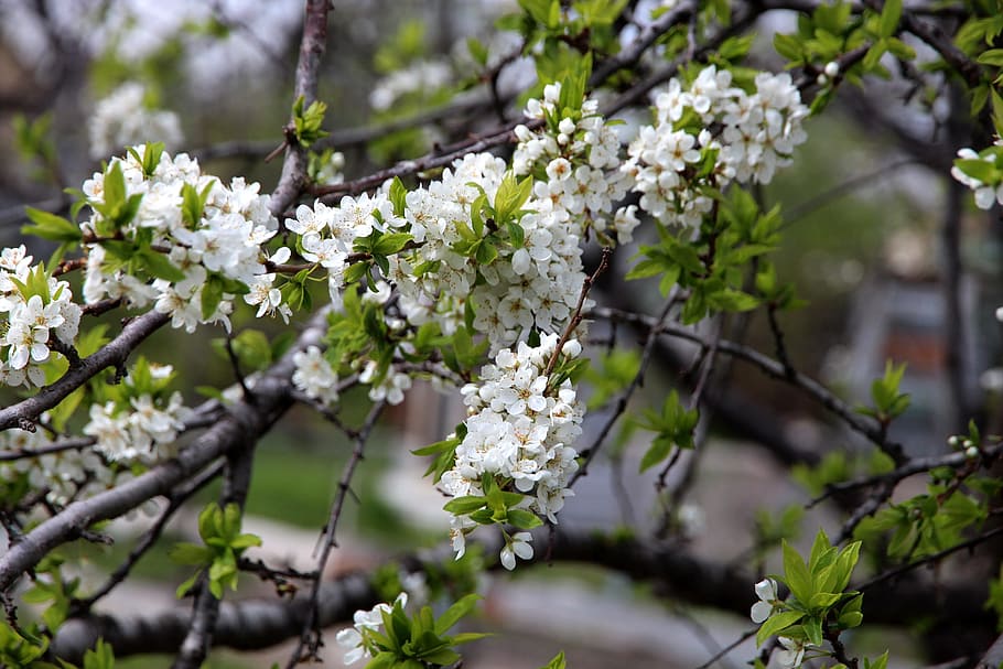 bird-cherry tree, bloom, spring, the leaves of the branch, flower HD wallpaper