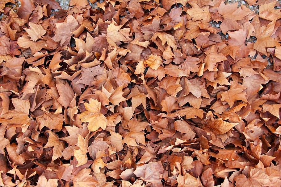 dried leaves on ground, maple, brown, nature, autumn, fall HD wallpaper